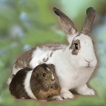 Rabbit & Guinea Pig