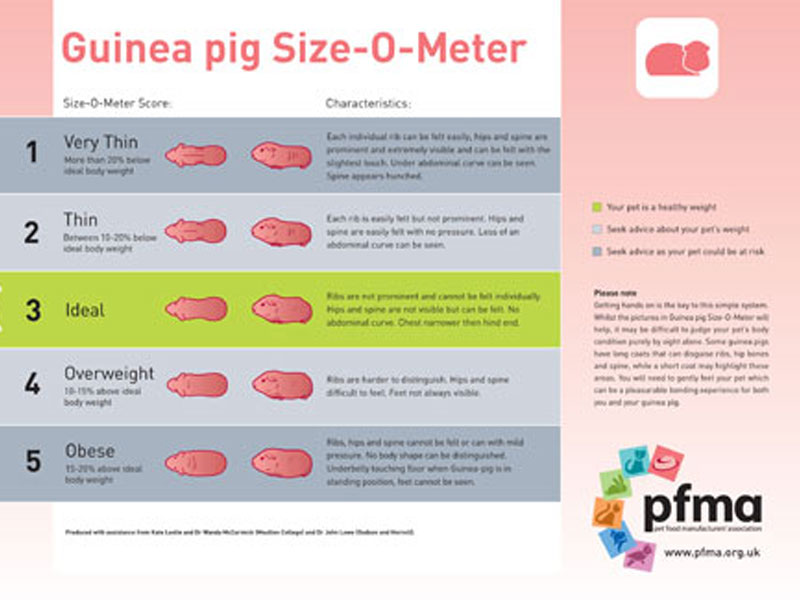 PFMA Guinea Pig Size Guide
