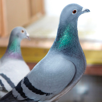 Racing Pigeon