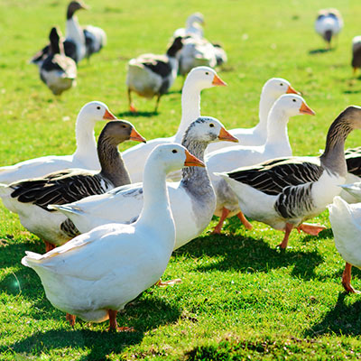 Duck and goose feeds that make the difference