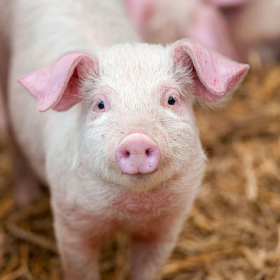 Assured pig feeds for free range breeding and finishing