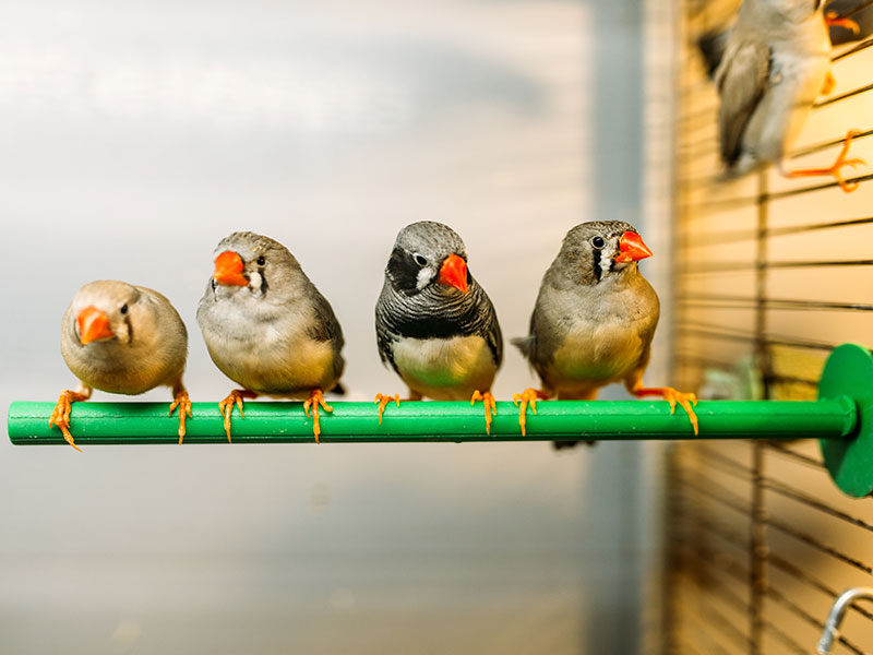 PFMA Indoor Bird Care Guide