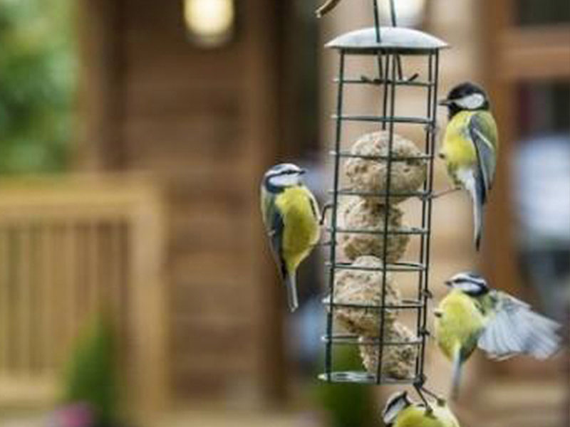 Wild Bird Spring Time Feeding Guide