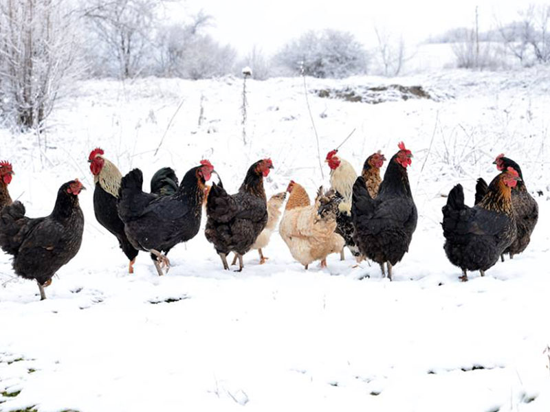 Winter Poultry Feeding Guide
