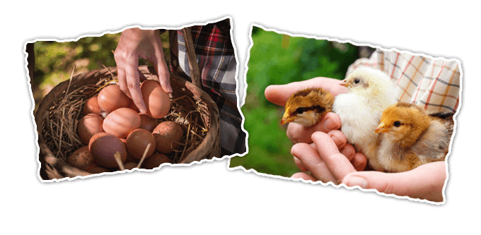Poultry Range