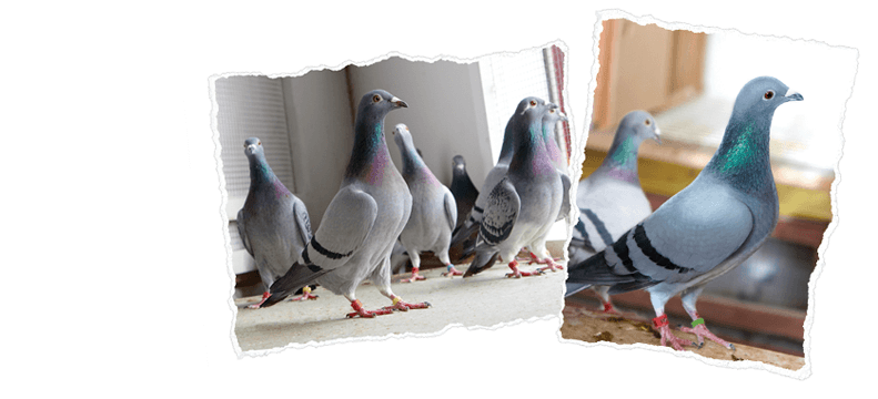 Racing Pigeon Range