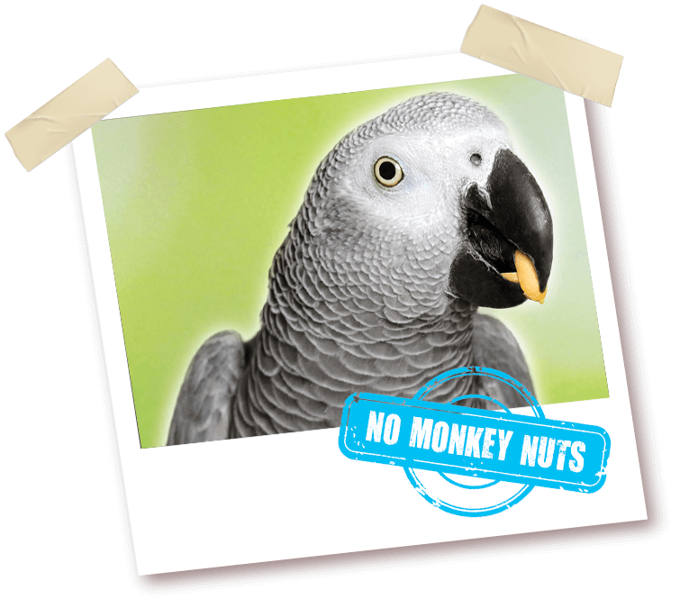 African Grey Gourmet