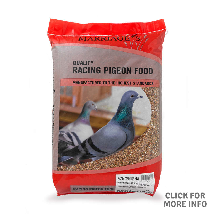 Pigeon Conditioner