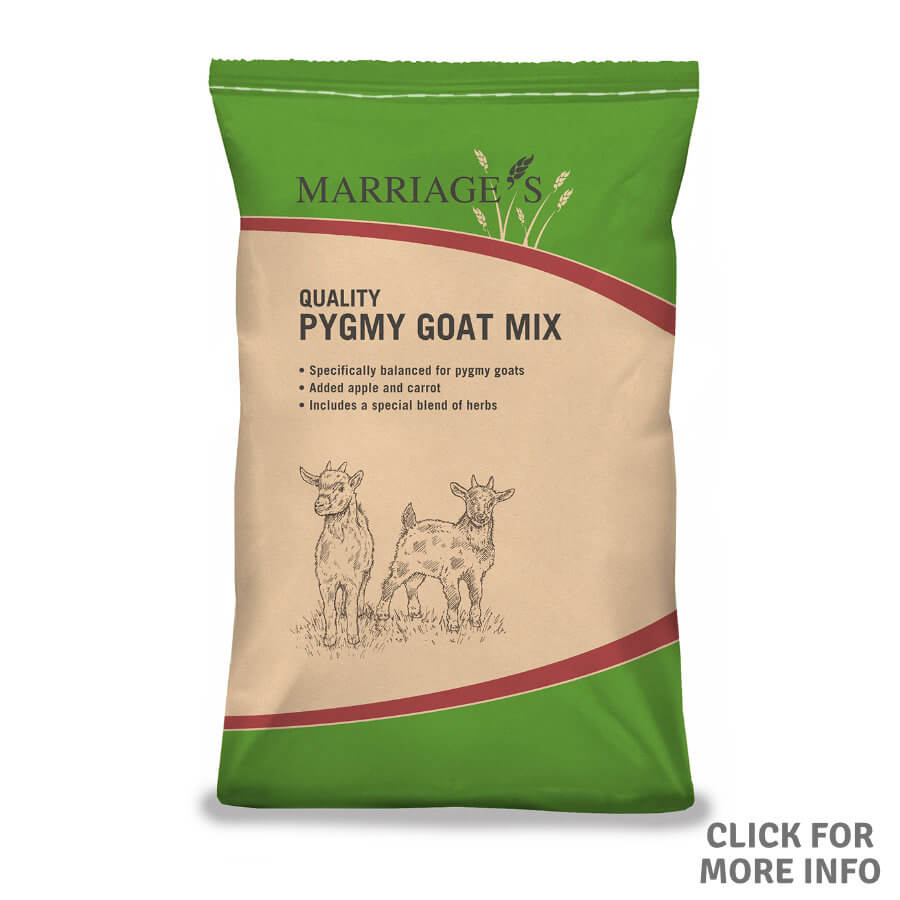 Pygmy Goat Mix