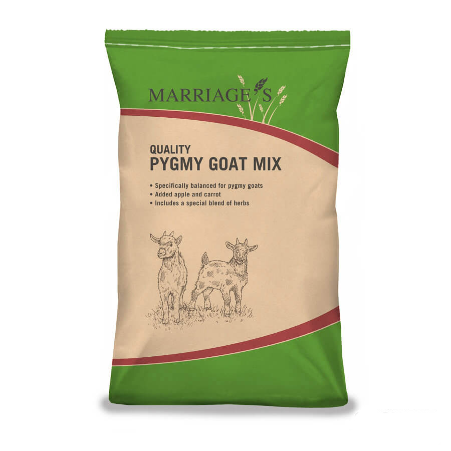 Pygmy Goat Mix