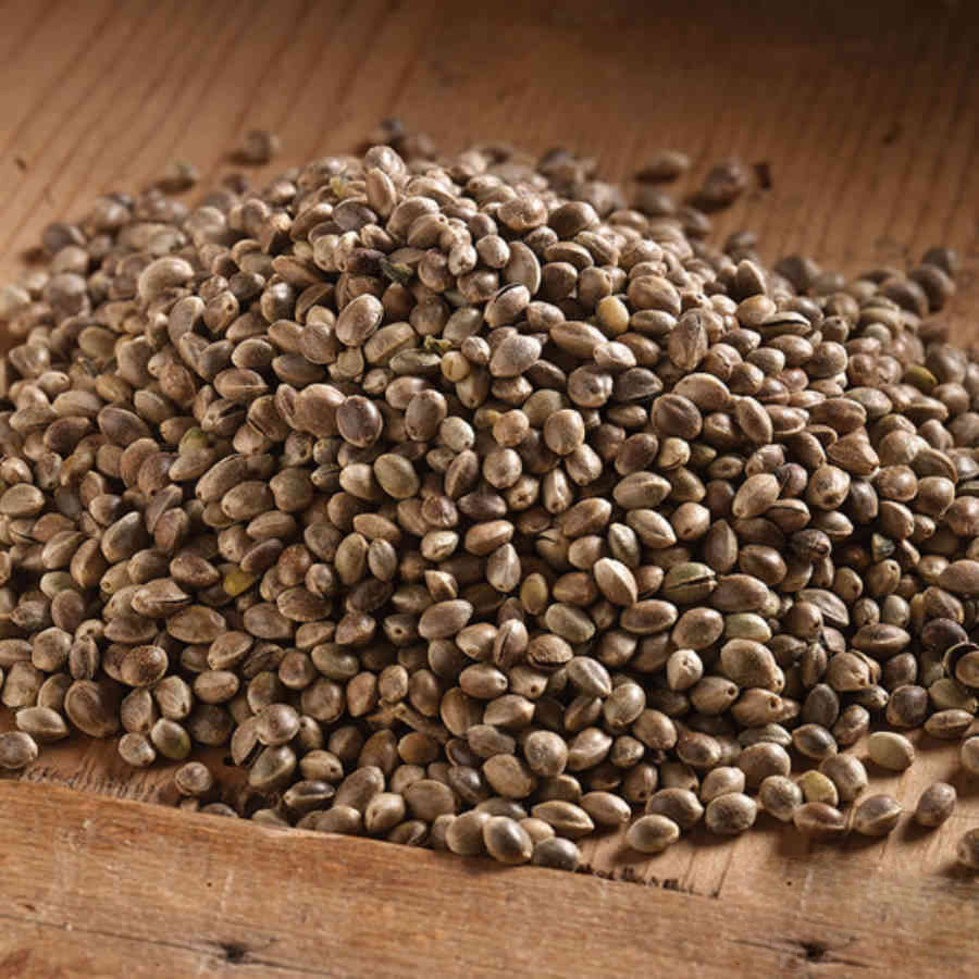 Hemp Seed