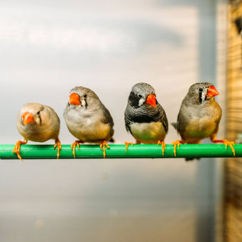 Indoor Bird